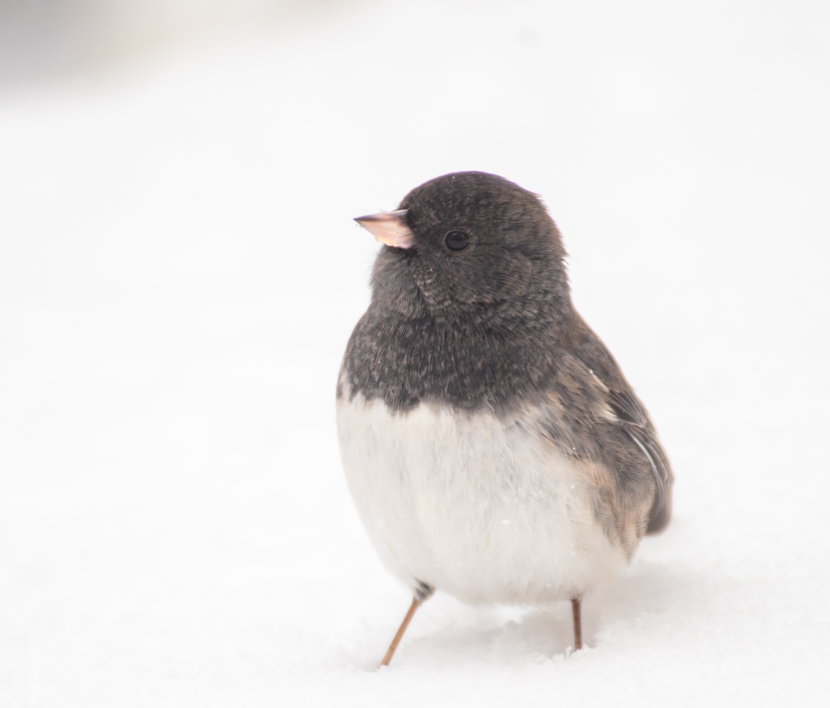 A small black and white bird in the snow.