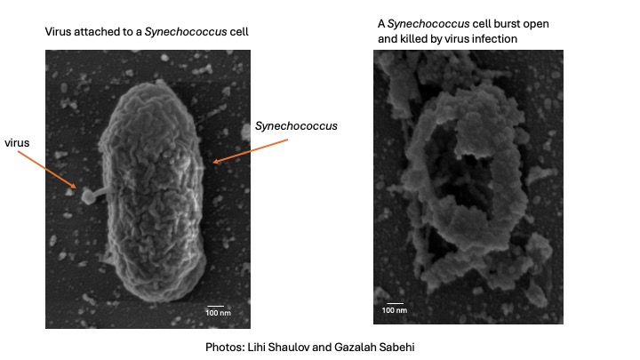Scanning electronmicrographs showing a virus attacking a cell and bursting it open.