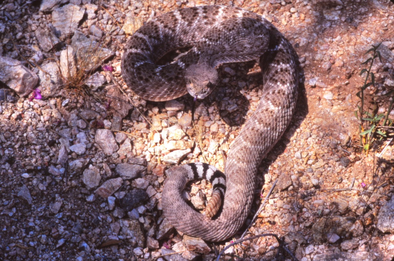 A brown rattlesnake poised to strike.