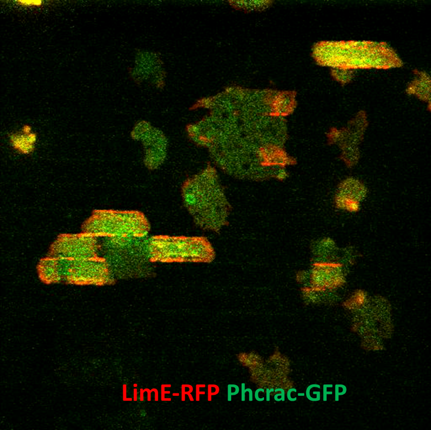 Red mechano-chemical waves (actin waves) guide the signaling molecules (green).