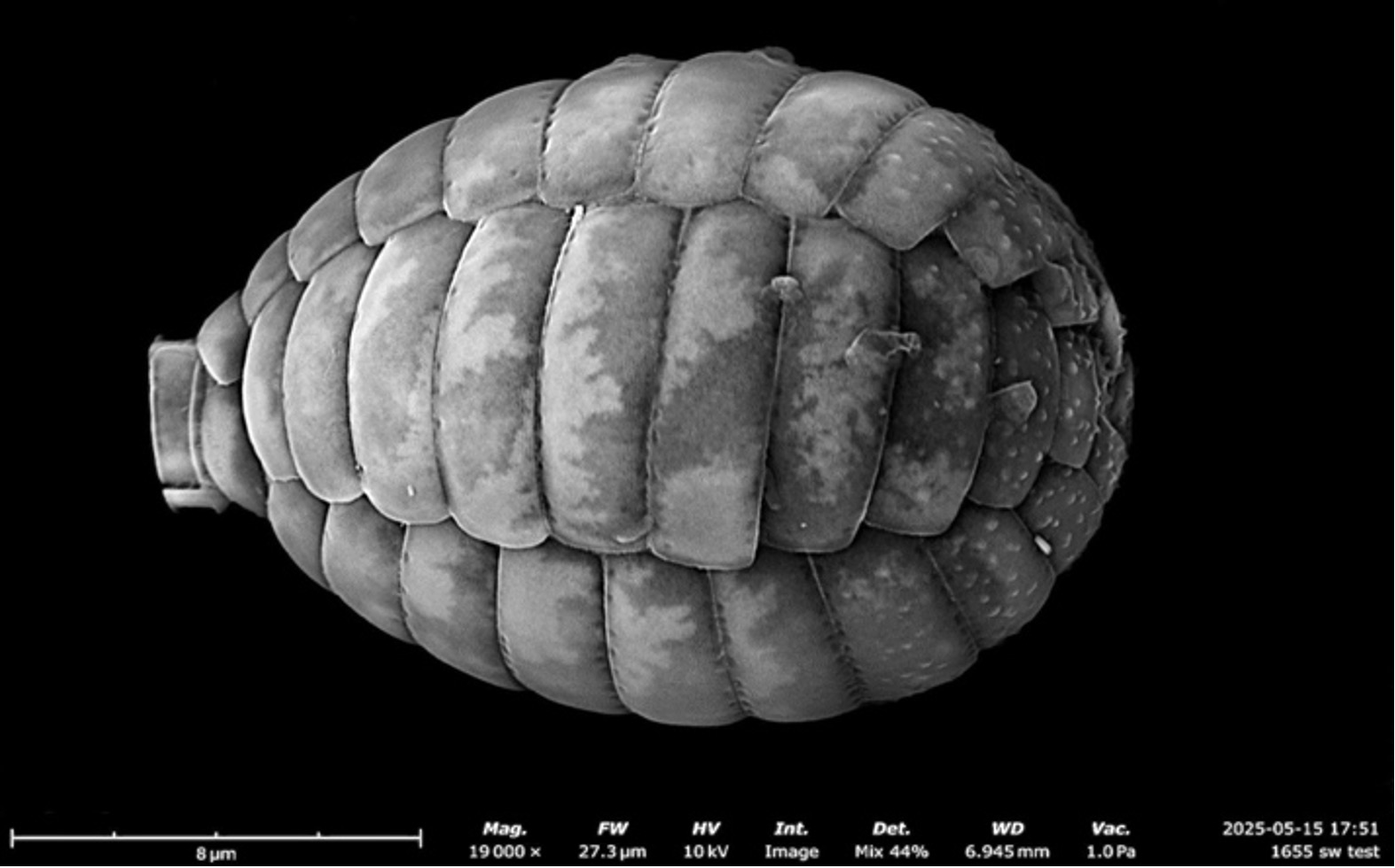 Scanning electron micrograph (SEM) showing a high-magnification, greyscale view of an elongated, oval-shaped Paulinella marae test (shell), constructed from overlapping, armor-like silica scales with a textured surface against a solid black background.