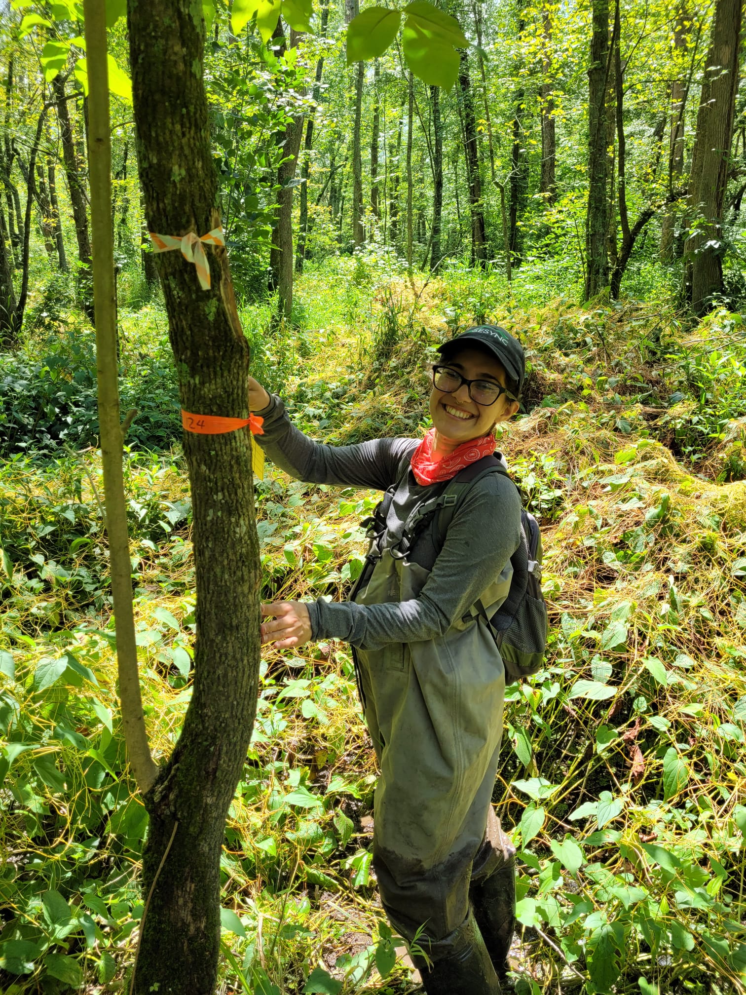 Ángela Sáenz conducting field research in Maryland. She is standing next to a marked ash  tree in a forested area.
