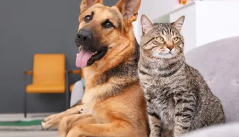 Scientists Map the Navigation Styles of Wild Cats and Dogs