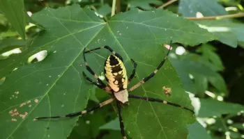 New Study Reveals That Tree Species Diversity Increases Spider Density