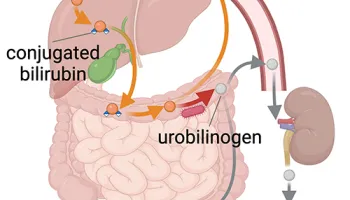 What Makes Urine Yellow? UMD Scientists Discover the Enzyme Responsible