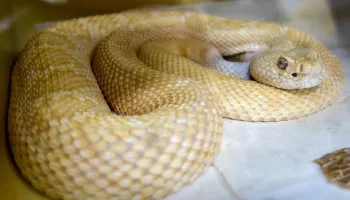 UMD Researchers Identify Protein that Counteracts Key Rattlesnake Venom Toxins 
