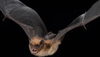 Hibernation Slows Biological Aging in Bats