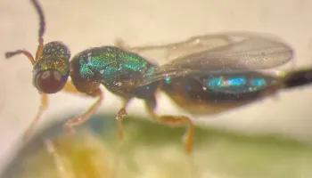 Exploring the Secret Lives of Figs and Fig Wasps