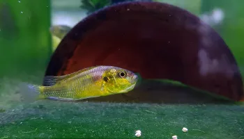 Genetic Mutation Prompts ‘Deadbeat Dad’ Fish to Start Raising Their Offspring