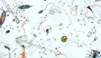 Sargasso Sea Plankton and Other Marine Microbes Take Turns Sharing Nutrients
