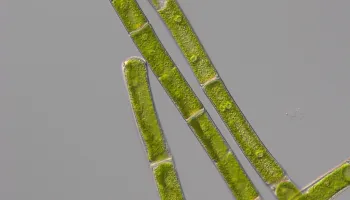 Study Reveals New Clues About Land Plants’ Closest Algal Relative