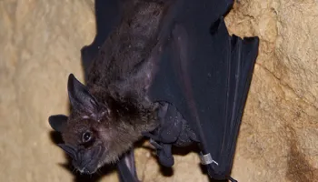 New Institute Created to Study Differences in Aging Between Male and Female Organisms