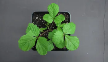 Scientists Identify Genetic Mechanism Responsible for Plant Leaf Diversity
