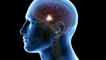 New Study Finds a Missing Link in How the Brain Regulates Appetite