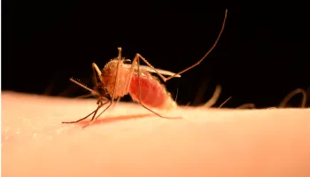 Seeking ‘Whom to Bite’ Instructions in Mosquitoes’ Genes