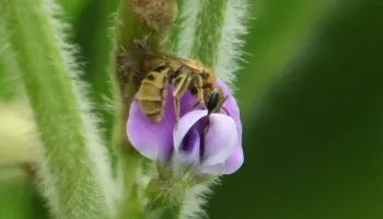 Pollinators Make a Big Impact on Edamame Marketability