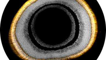 UMD Neuroscientist Calls for Clearer Nomenclature in Photoreceptor Research