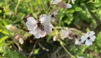 Researchers Reveal Why Young Plants May Be More Vulnerable to Disease