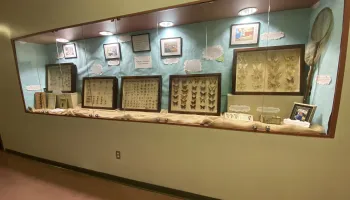 Doepkens Insect Collection Now on Display in Plant Sciences Building 