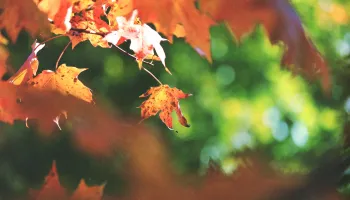 How To Preserve Beneficial Hibernating Insects in Your Yard 