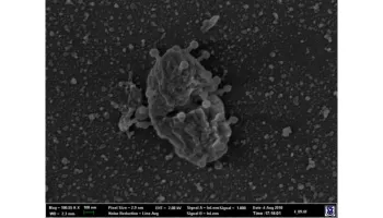  Scientists Find Hidden Individuality in Viral Infections