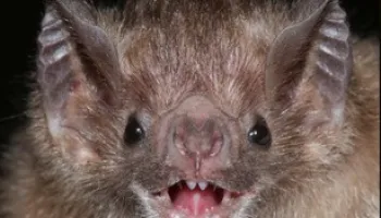 Accurate Aging of Wild Animals Thanks to First Epigenetic Clock for Bats