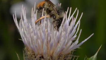 Lack of Crop Diversity and Increasing Dependence on Pollinators May Threaten Food Security 