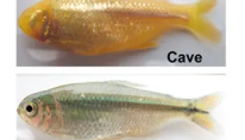 Blind Cave Fish May Provide Insight on Eye Disease and Other Human Health Issues