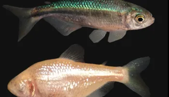 Gene Found that Causes Eyes to Wither in Cavefish 