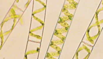 Algae Use Same Molecular Machinery as Land Plants to Respond to a Plant Hormone