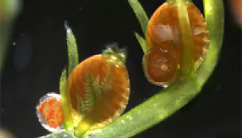 International Collaboration Finds Land Plant Genes in Ancient Aquatic Alga