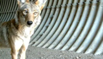 Humans Get in the Way of Mammal Movement