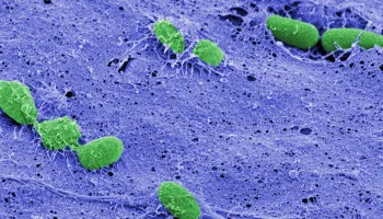 New Study Reveals the Final Step in RNA Recycling and Offers Clues for Developing Novel Antibiotics