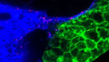 Developing Cells Reach Out for Instructions
