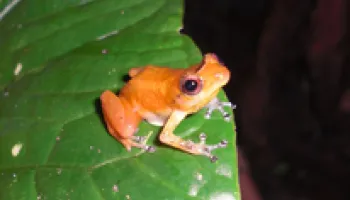 Tropical Frogs Found to Coexist with Deadly Fungus