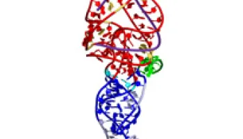 Human Cells’ Protein Factory has an Alternate Operating Manual
