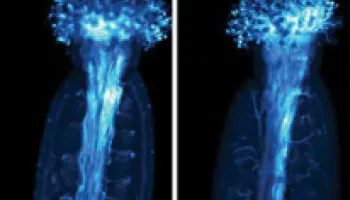 A New Model for Communication in Plant Cells