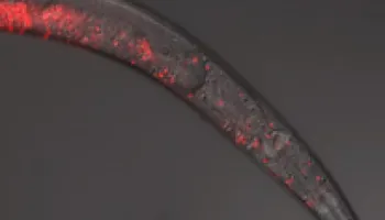 “Killer Sperm” Prevents Mating Between Worm Species