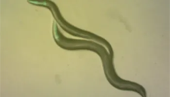 Worm Species Lost 7,000 Genes After Evolving to Fertilize Itself
