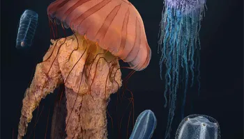 Biological Sciences Ph.D. Student Nick Bezio’s Research is an Art and a Science