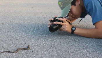 UMD Biological Sciences Major Justin Lee Describes Two New Geckos in His Eighth First-Author Paper