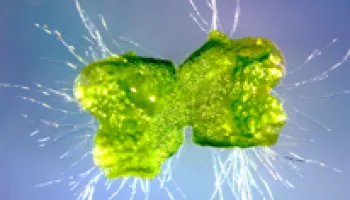 A New Crop of Plant Model Systems is in Full Bloom