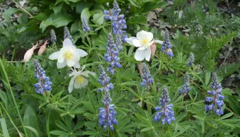 Rocky Mountain Wildflower Season Lengthens by More Than a Month