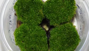 Receptors for Neuron Communication in Humans Vital for Reproduction in Mosses