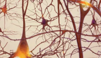 UMD and NIH Researchers Receive $1.7M BRAIN Initiative Award