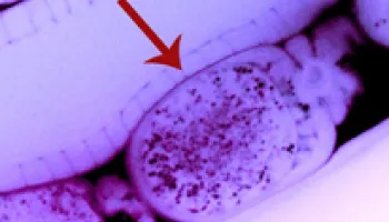 UMD Biologists First to Observe Direct Inheritance of Gene-Silencing RNA