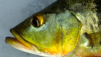  Adaptable Eyes May Be Key to Invasive Fish’s Success