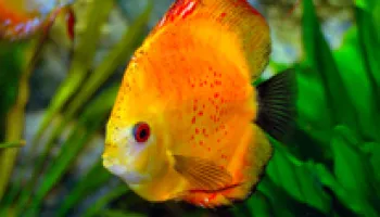 Murky Amazon Waters Cloud Fish Vision