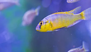 Biology’s Scott Juntti Receives Grant to Develop New Tools that Link Genetic Changes to Traits in Cichlid Fish