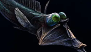 Color Vision Found in Fish that Live in Near Darkness